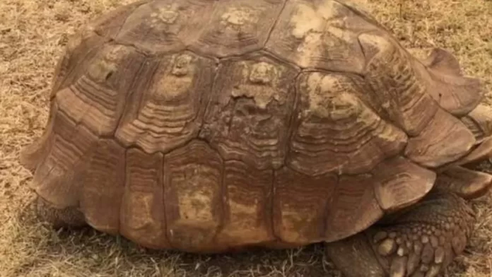 Agba Nigerian Tortoise
