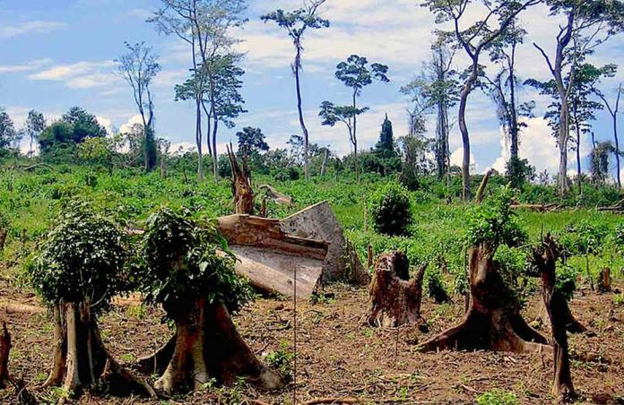 Deforestation in Uganda