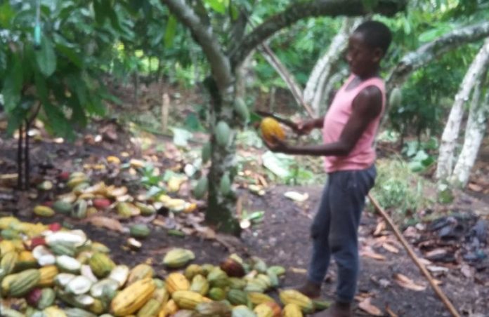 Cocoa Growing
